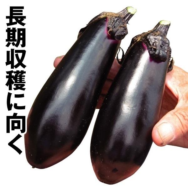 種 野菜たね ナス F1黒一 1袋 1ml 野菜のタネ 野菜 種子 なす 茄子 なすび Ytsc99 国華園 P6 0161 花と緑 国華園 通販 Yahoo ショッピング