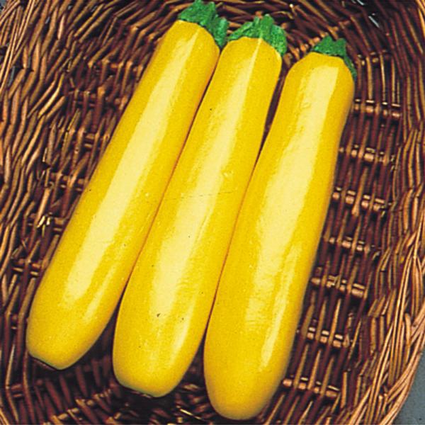 カボチャ たね 種 F1イエローズッキーニ 1袋 4ml 野菜たね 野菜のタネ 野菜 種子 カボチャ 南瓜 なんきん Ytc130 国華園 P6 01 花と緑 国華園 通販 Yahoo ショッピング