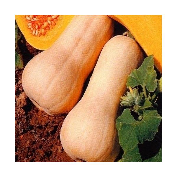 ●商品情報：甘味が強くねっとりと美味しい極早生品種!　繊維が少なく滑らかなポタージュに!●果重（約）：800g●お届け状態：種子●入り数：5粒●発芽適温：25〜30℃※発芽させるには播種床を上記の温度にしてください。●標準発芽率：80%●栽...