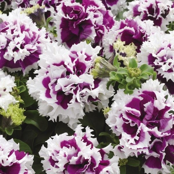 種 花たね 八重咲ペチュニア F1ピロエッテ パープル 1袋 25粒 花のタネ 花 種子 タネ ツクバネアサガオ 花壇の女王 花壇 園芸 国華園 P7 0011 花と緑 国華園 通販 Yahoo ショッピング