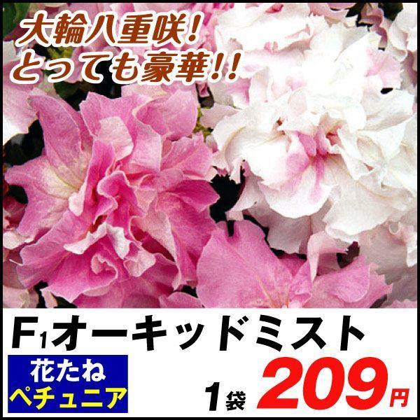 種 花たね 八重咲ペチュニア F1オーキッドミスト 1袋 25粒 花のタネ 花 種子 タネ ツクバネアサガオ 花壇の女王 花壇 園芸 国華園 P7 0013 花と緑 国華園 通販 Yahoo ショッピング