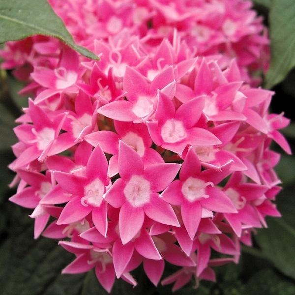 種 花たね ペンタス F1バタフライ ディープピンク 1袋 15粒 花のタネ 花 種子 タネ 寄せ植え 鉢植え 花壇 国華園 P7 0035 花と緑 国華園 通販 Yahoo ショッピング