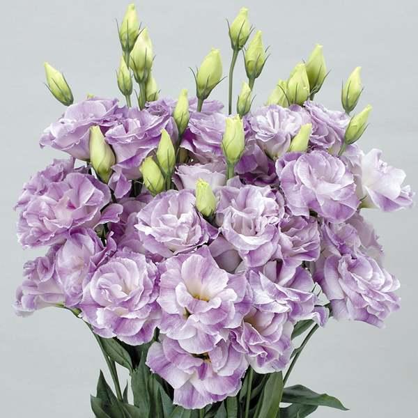 新着トルコ 花 最高の花の画像