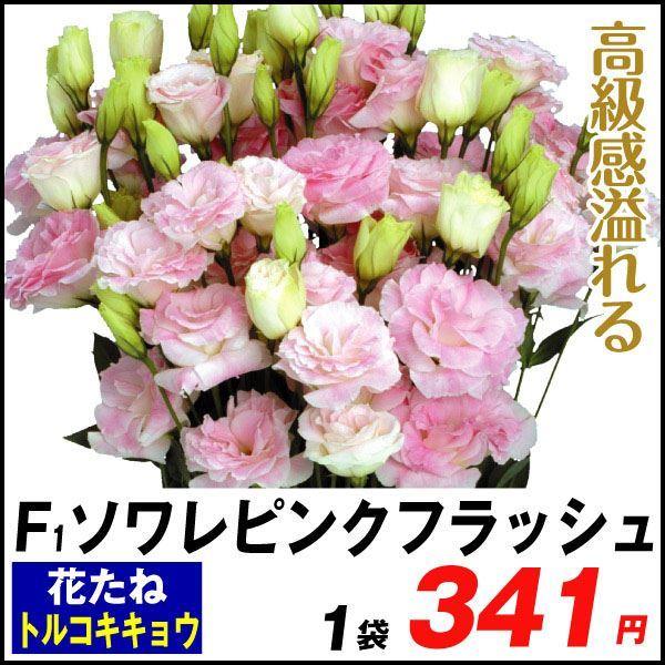 種 花たね トルコキキョウ F1ソワレ ピンクフラッシュ 1袋 25粒 花のタネ 花 種子 タネ ブーケ 花束 フラワーアレジメント ユーストマ トルコギキョウ 国華園 P7 0078 花と緑 国華園 通販 Yahoo ショッピング