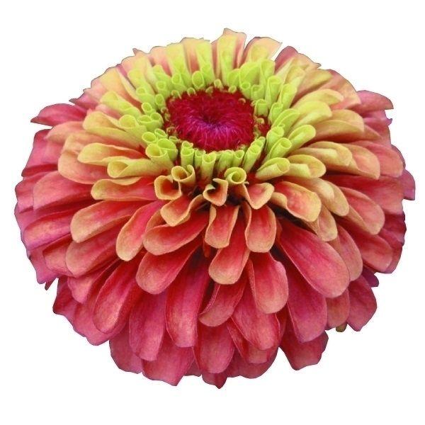 ●商品情報：パステルカラーがユニークな八重咲き品種。花径６〜８ｃｍで上向きに咲き、分枝性にも優れます。毎年人気なのでご購入はお早めに!※栽培環境により一重咲きになる場合があります。●発芽適温 ：18〜23℃●開花時期 ：7〜10月●草丈：6...