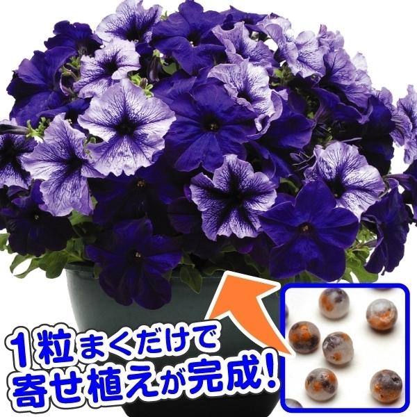 ペチュニア 種 寄せ植えマルチペレット プレザントリィブルー 1袋 8粒 ペチュニアの種 ペチュニアの花 花たね 花の種 花 種子 タネ 花壇 初心者向き 簡単 P7 0092 花と緑 国華園 通販 Yahoo ショッピング