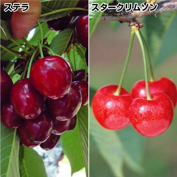 ぜいたくアメリカンチェリー 花 最高の花の画像