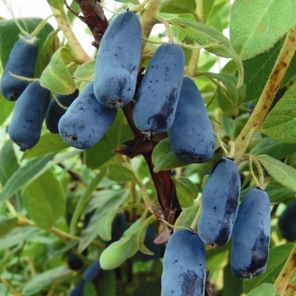 ハスカップ 農業資材 ガーデニング用品の人気商品 通販 価格比較 価格 Com