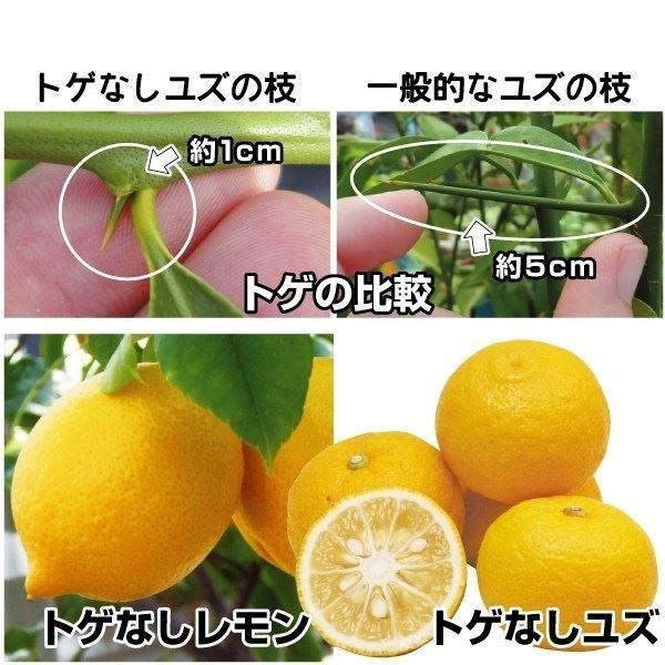 れもん ゆず 苗木 トゲなしユズ レモン 2種2株 レモンの木 ゆずの木 柑橘 果樹苗 国華園 P8 0141 花と緑 国華園 通販 Yahoo ショッピング