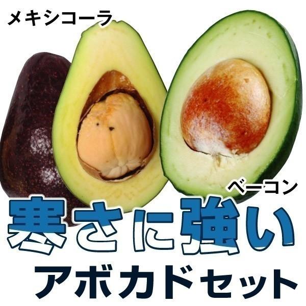 アボカド 苗木 植木 果樹苗 苗木 寒さに強いアボカドセット 果樹 2種2株 苗 アボカドの木 アボガド露地植え 耐寒性 果樹苗 P8 0178 花と緑 国華園