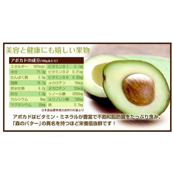 アボカド 苗木 植木 果樹苗 苗木 寒さに強いアボカドセット 果樹 2種2株 苗 アボカドの木 アボガド露地植え 耐寒性 果樹苗 P8 0178 花と緑 国華園