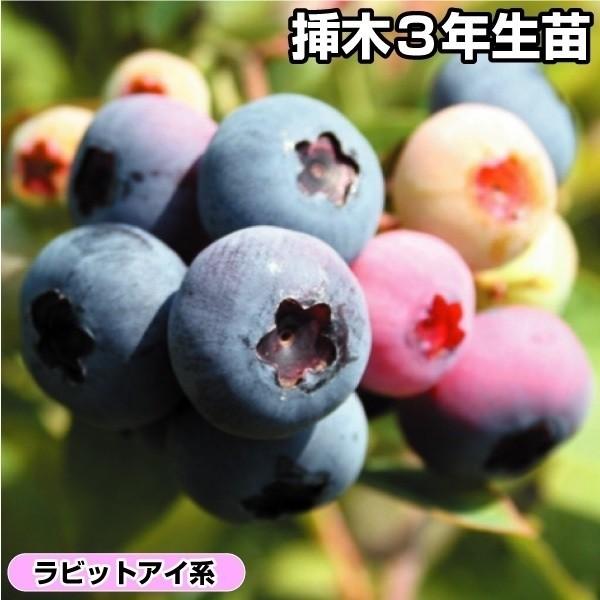 ●商品情報：強健で育てやすい大粒ブルーベリー。初心者にもオススメです。早生。 ●お届け状態：挿木3年生ポット苗 ●分類：落葉樹 ●系統：ラビットアイ系 ●生長後の樹高(約)：1.5〜2m ●実の収穫期(約)：7〜9月 ●日照：日なた〜半日陰...