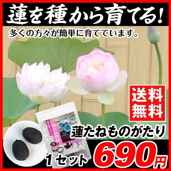 商品情報中型・大型の花ハスをを種から育てるセットですお届け状態パック入り種分類浮葉・抽水植物草丈(約)50〜150cm花期6〜8月耐寒性株が凍らないように管理すれば冬越しＯＫ日照日なた栽培適地鉢・ビオトープ等