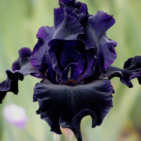 ペイントイットブラック Jeane のブログ