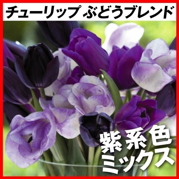 ●学名・英名Tulipa ●商品情報シックな紫系色ミックス ●お届け状態球根 (開花見込みサイズ) ※球根によってサイズが若干異なる場合があります。 ●開花期(約)3-5月 ※関東以南の暖地では、開花時期が早くなる場合があります。 ●草丈(...