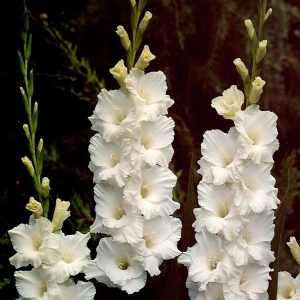 在庫処分特価 春植え球根 グラジオラス ギガランキングｊｐ