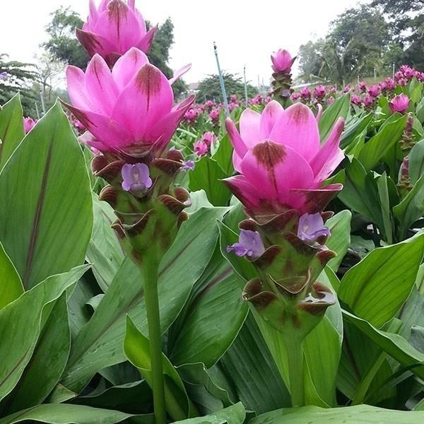 在庫処分特価 春植え球根 クルクマ ギガランキングｊｐ