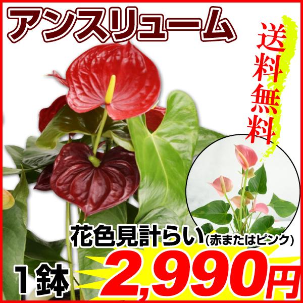 観葉植物 アンスリューム 6号鉢 1鉢送料無料 赤またはピンク花色見計らい Pori 0906 花と緑 国華園 通販 Yahoo ショッピング