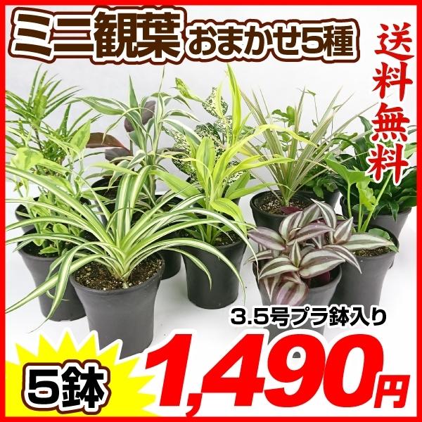 観葉植物 おまかせミニ観葉植物 3.5号(5種5鉢)送料無料 アソート セット set お楽しみ おしゃれ 人気 育てやすい インテリア :2020-pori-0907:花と緑 国華園 - 通販 - Yahoo!ショッピング 観葉植物 おまかせミニ観葉植物 3.5号(5種5鉢)送料無料 アソート セット set お楽しみ おしゃれ 人気 育てやすい インテリア :2020-pori-0907:花と緑 国華園 - 通販 - Yahoo!ショッピング