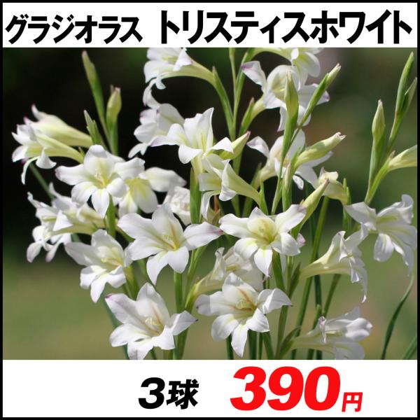 球根 グラジオラスの人気商品 通販 価格比較 価格 Com