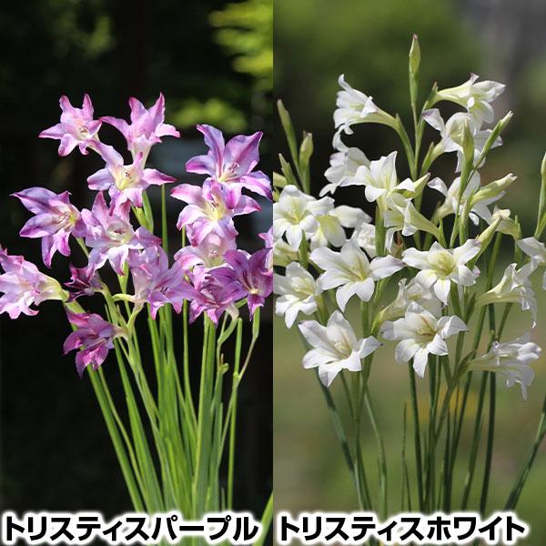 メール便配送 希少ミニ秋植え球根 早咲グラジオラス トリスティスセット 2種6球 各3球 Pori 0966 花と緑 国華園 通販 Yahoo ショッピング