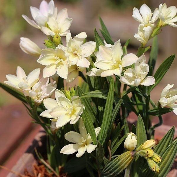 ●学名・英名：Babiana●商品情報：クリームイエローの優しい花色のバビアナ。アヤメ科ホザキアヤメ属。原産地はアフリカ南部。●お届け状態：球根 (小球性)●開花期(約)：4-5月●草丈(約)：15-30cm●耐寒性：弱 (5℃以上を保つ)...