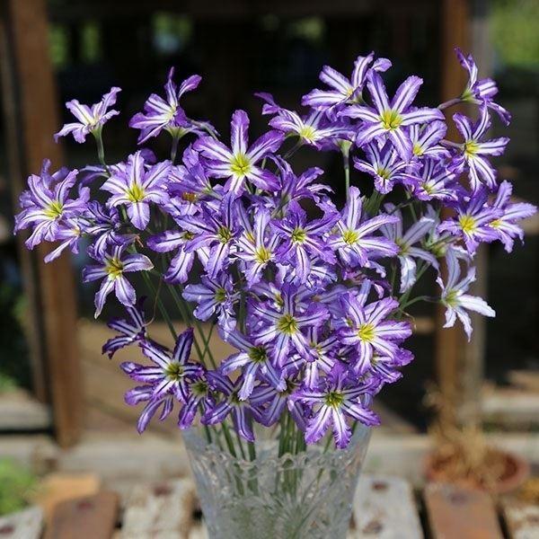 ●学名・英名：Leucocoryne Stripe●商品情報：青色のストライプが入る星形花を咲かせるリューココリーネは、切花アレンジに大活躍。甘い香りも特徴です。ヒガンバナ科。原産地は南米、チリのアンデス山系。●お届け状態：球根 (小球性)...