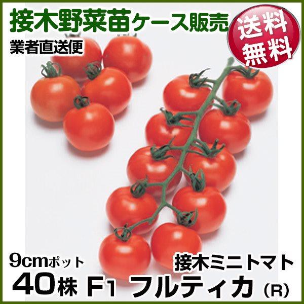 野菜苗ケース販売 トマト 接木f1フルティカr 農林水産省登録品種 登録名タキイミディ195 12月発送 1ケース 40株入 送料無料 業者直送便 Pori 1014 花と緑 国華園 通販 Yahoo ショッピング