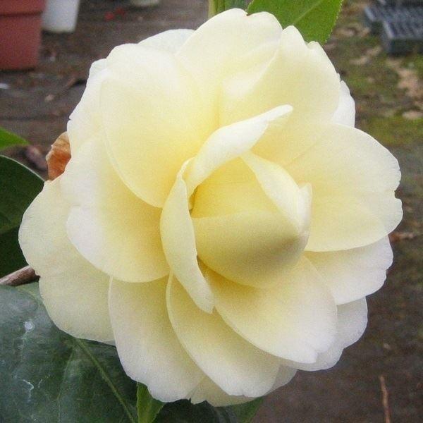 ●商品情報：金花茶×シルバーチャリス黄〜淡黄の千重咲き、中輪●お届け状態：挿木12cmポット苗●分類：常緑樹●日照条件：日なた(幼木時は半日陰で管理)●栽培適地：庭・鉢・切花