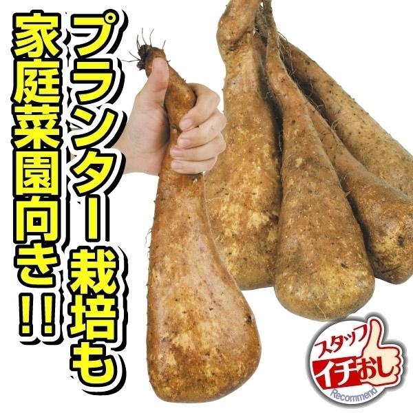 ●商品情報：「天下の美味」と称されるじねんじょを改良!風味豊かな旨味と粘りを持つ大人気品種です。耕土の浅い場所でも良く太るから、家庭菜園にピッタリ!●お届け状態：種イモ※切イモまたは一本種でお届け●収穫期：11〜12月●長さ：約20〜30c...