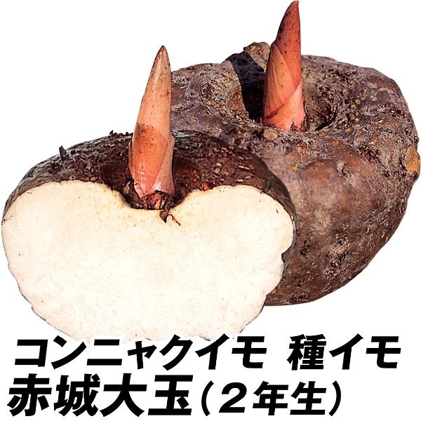 手作りコンニャクに挑戦!●商品情報：コンニャクの名産地・群馬県で作られた優秀品種。在来種に比べて肥大性がよく、葉枯病に強いという特性があります。コンニャクを作るときの原材料として品質にも非常に優れています。●お届け状態：種イモ●収穫期：10...