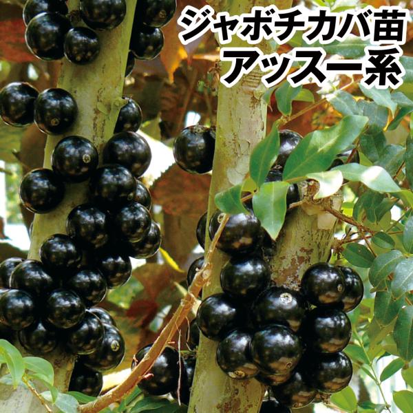 ジャボチカバの通販 価格比較 価格 Com