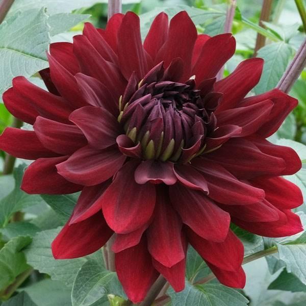 春植え球根 ダリア 黒蝶 中大輪 1球 早期割引 Pori 1343 花と緑 国華園 通販 Yahoo ショッピング