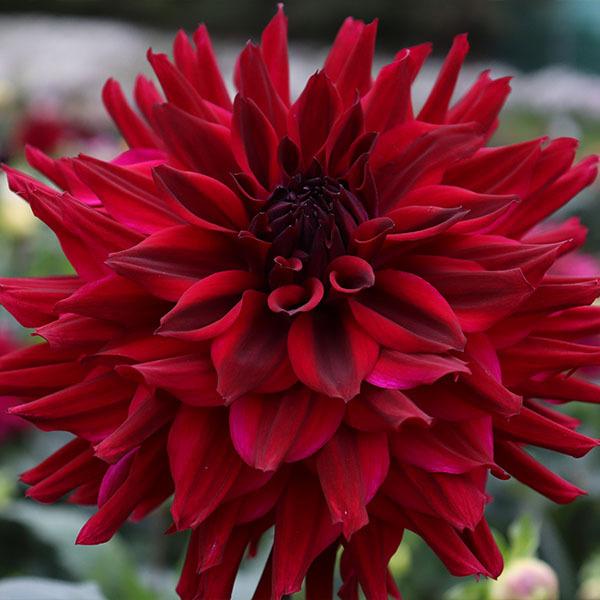 春植え球根 ダリア ナイトシェード 中輪 1球 早期割引 Pori 1347 花と緑 国華園 通販 Yahoo ショッピング