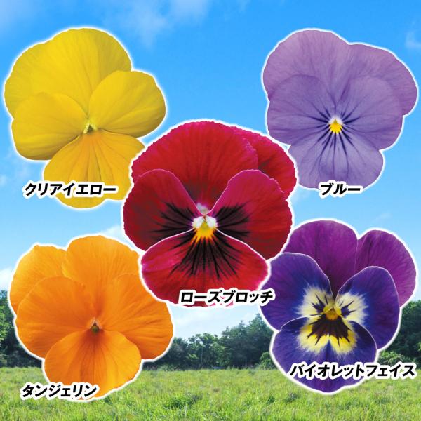苗 ビオラの人気商品 通販 価格比較 価格 Com