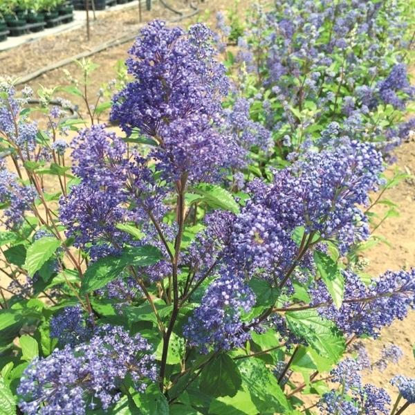 苗 ライラックの人気商品 通販 価格比較 価格 Com