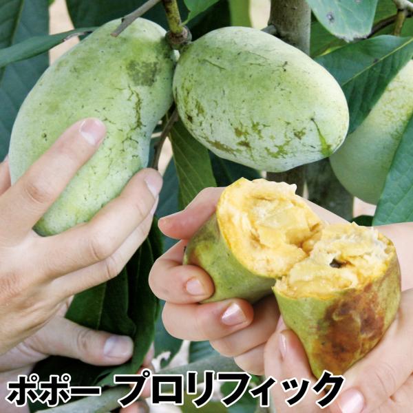 ポポー 苗木 プロリフィック 1株 ポーポー 苗 ポポーの木 ポポーの苗 果樹苗 国華園 9 P8 0034 花と緑 国華園 通販 Yahoo ショッピング