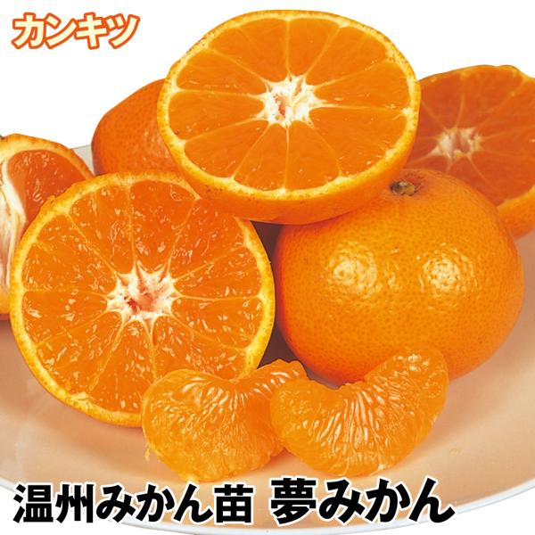 南津海 なつみ みかん 1年生接ぎ木苗木 苗木部 ｂｙ 花ひろばオンライン 季の香 きのか 南津海 中晩柑 10本セット 15cmポット なつみ ナツミ みかん 柑橘 接ぎ木 苗木 1年生 苗 素掘りポット苗 果樹苗 果樹 果樹園用 植木 木 送料込 Tecnomallas Com Ar