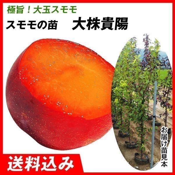 すもも 植木 盆栽の人気商品 通販 価格比較 価格 Com