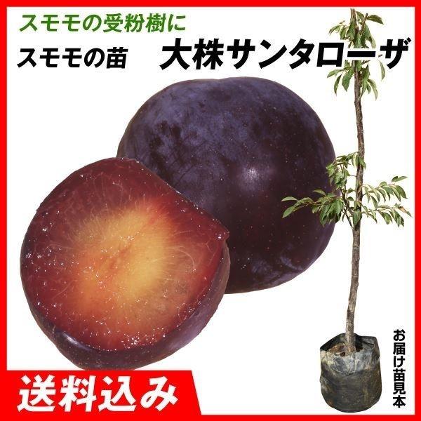 すもも 送料無料の人気商品・通販・価格比較 - 価格.com すもも 送料無料の人気商品・通販・価格比較 - 価格.com