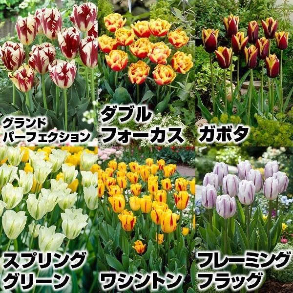 チューリップ 球根 人気2色咲セット 6種1球 各球 チュウリップ 花の球根 国華園 n P0 0009 花と緑 国華園 通販 Yahoo ショッピング