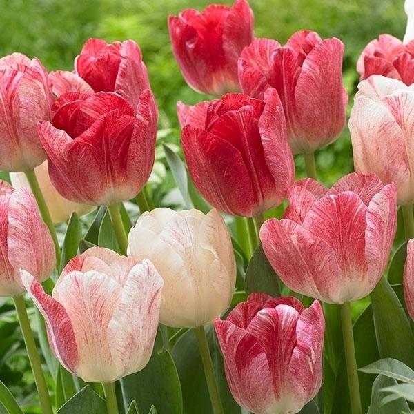 チューリップ 球根 ヘミスフィア外 100球 チュウリップ 花の球根 国華園 Fcekano Edu Ng