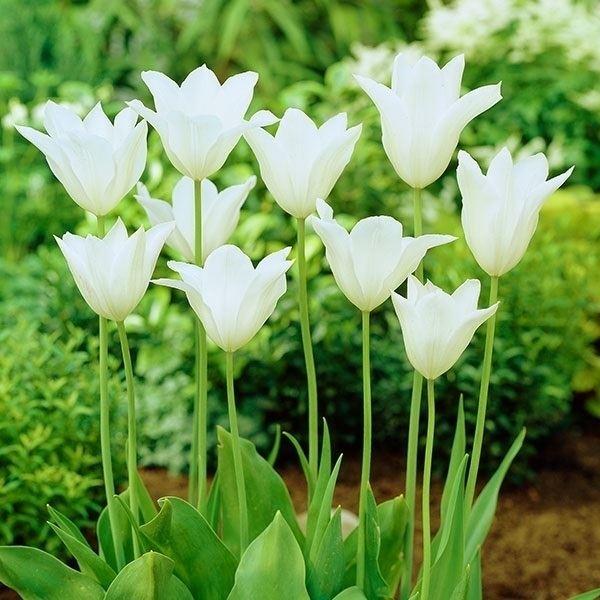 ●学名・英名：Tulipa White Triumphator●分類：ユリ咲き Lily-flowered●商品情報：切花でも人気のあるチューリップの球根。ユリ科。●お届け状態：球根 (開花見込みサイズ)※球根によってサイズが若干異なる場合...