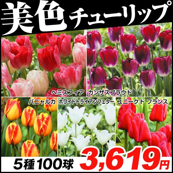 チューリップ 球根 カンザスプラウドの価格と最安値 おすすめ通販を激安で