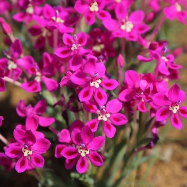 ●学名・英名：Lapeirousia Silenoides●商品情報：ローズピンク色花が長期間楽しめるラペイロージア。アヤメ科。原産地はアフリカ大陸南部。球根はとても小さいですが生育には問題ありません。●お届け状態：球根 (小球性)●開花期...