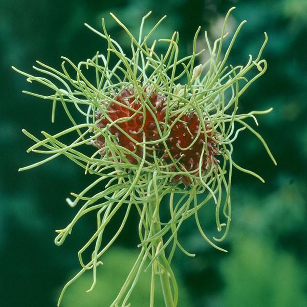 秋植え球根 アリウム ヘアー外 小輪 50球 花の球根 国華園 アリューム n P0 0080 花と緑 国華園 通販 Yahoo ショッピング