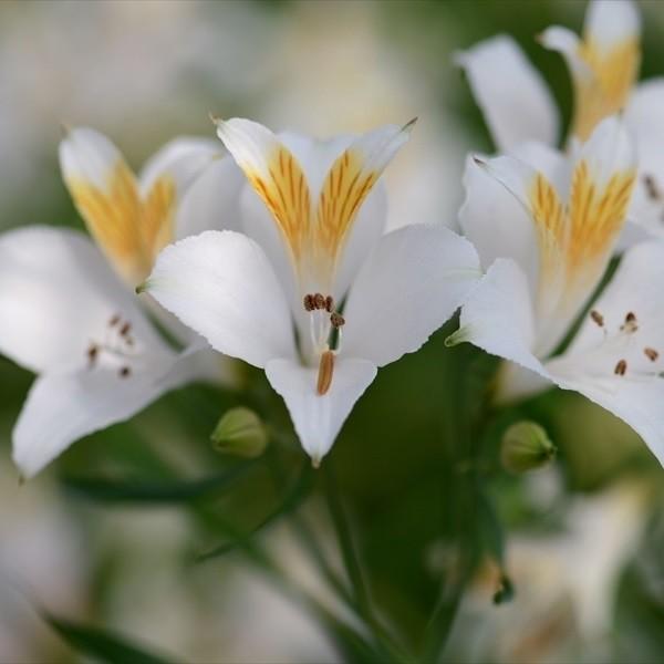 秋植え球根 アルストロメリア リグツ 白花 1球 花の球根 国華園 n P0 0085 花と緑 国華園 通販 Yahoo ショッピング