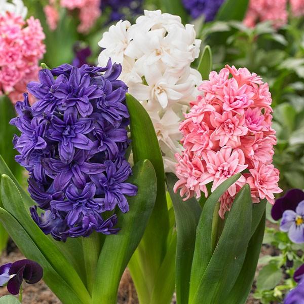 秋植え球根 八重咲ヒヤシンス 3色セット 3色27球 各9球 花の球根 国華園 Www Saocuocsong Vn