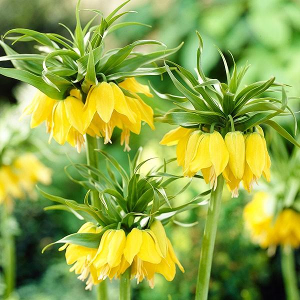 秋植え球根 フリチラリア ルテア 5球 花の球根 国華園 Jornaldopovaodf Com Br