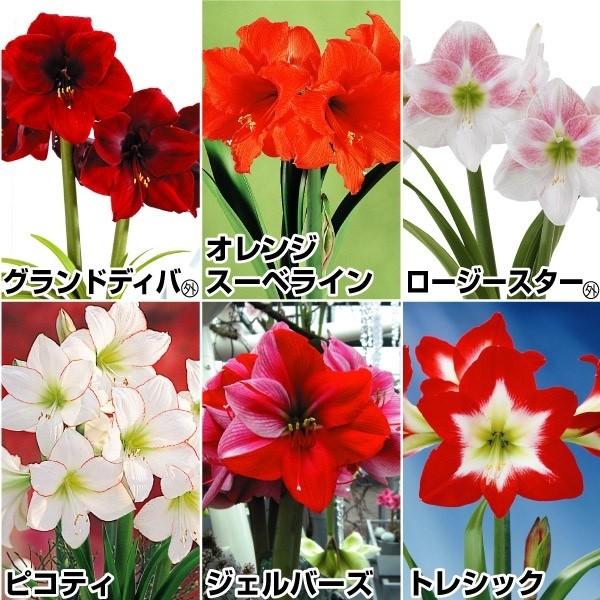 アマリリス 一重咲球根bセット 6種6球 各1球 花の球根 国華園 2020n P1 0019 花と緑 国華園 通販 Yahoo ショッピング